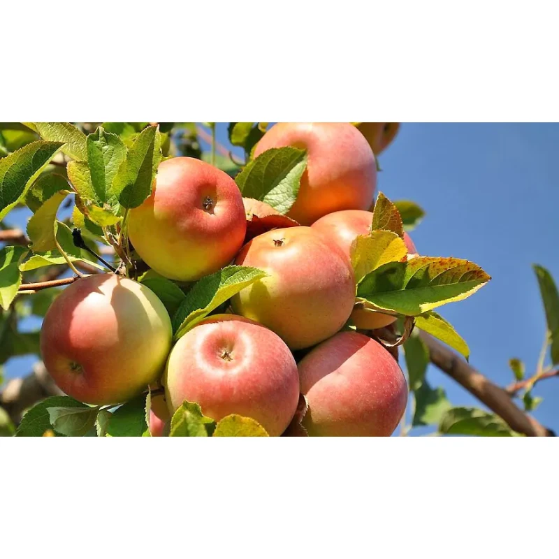 Яблоня Исетское позднее (Сиб.сад) этикетка