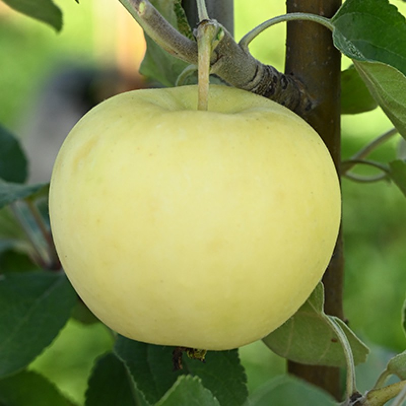 Яблоня Налив Белый (Поиск) коробка