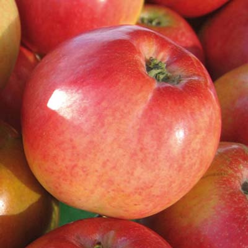 Яблоня Пепин шафранный (Поиск) коробка