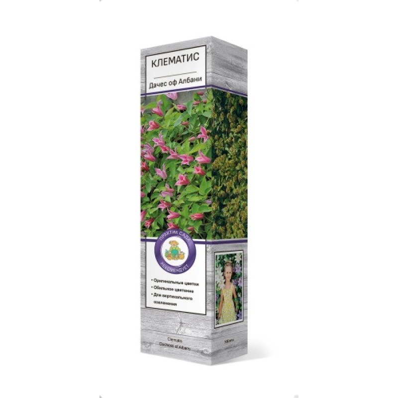 Клематис Дачес оф Албани (Поиск)
