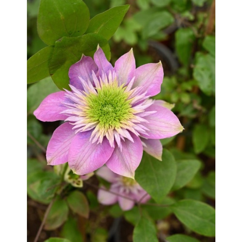 Клематис Кайзер  (Поиск)