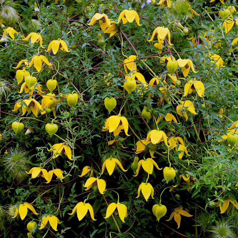 Клематис Тунгутский (Поиск)