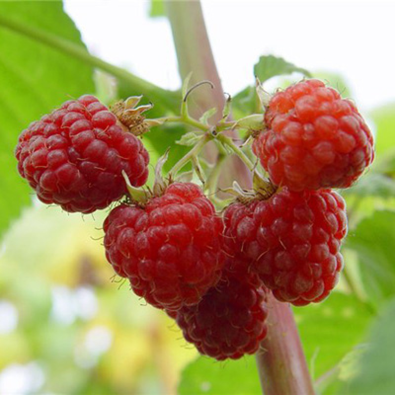 Малина Колокольчик (Поиск)