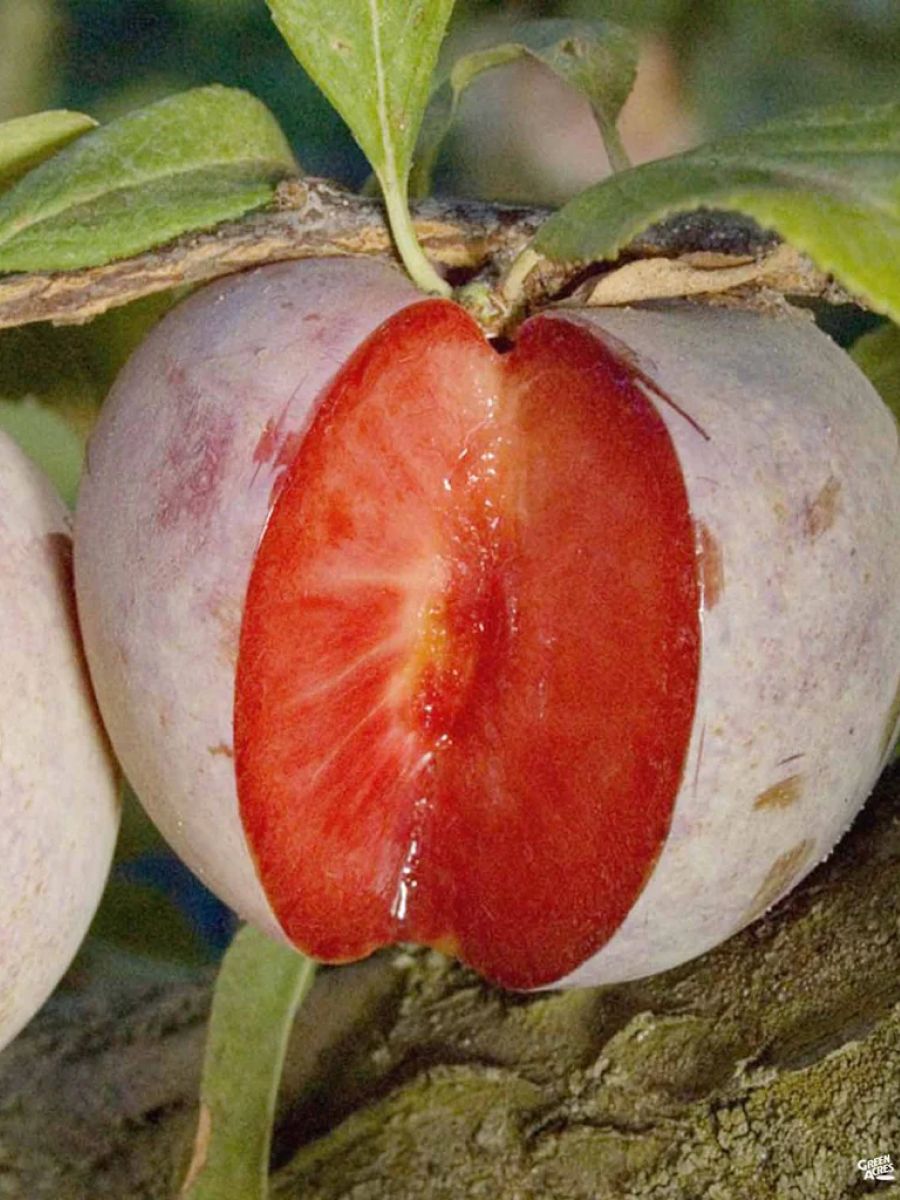 Плуот дабл данди слива + абрикос