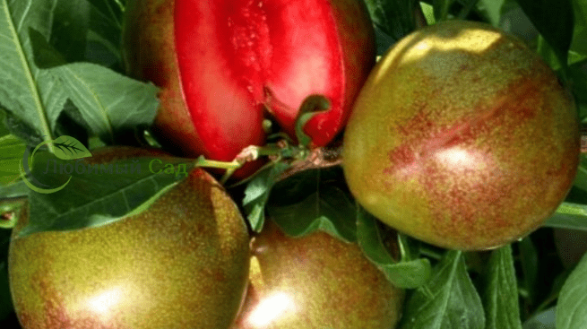 Плуот флавор гренад