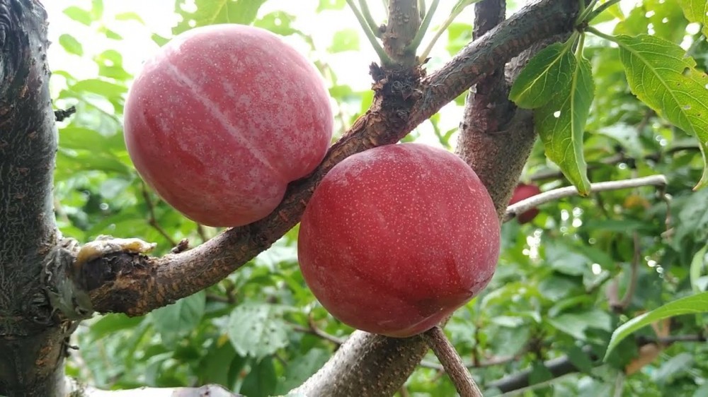 Плуот гео прейд слива + абрикос