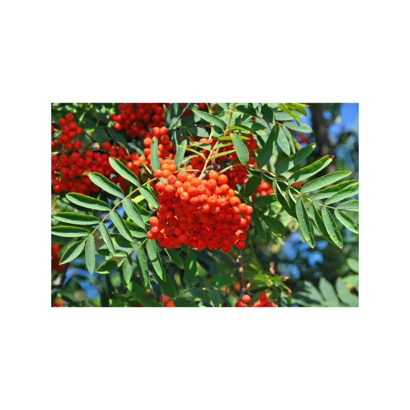 Рябина Сахарная Петрова (Поиск) этикетка