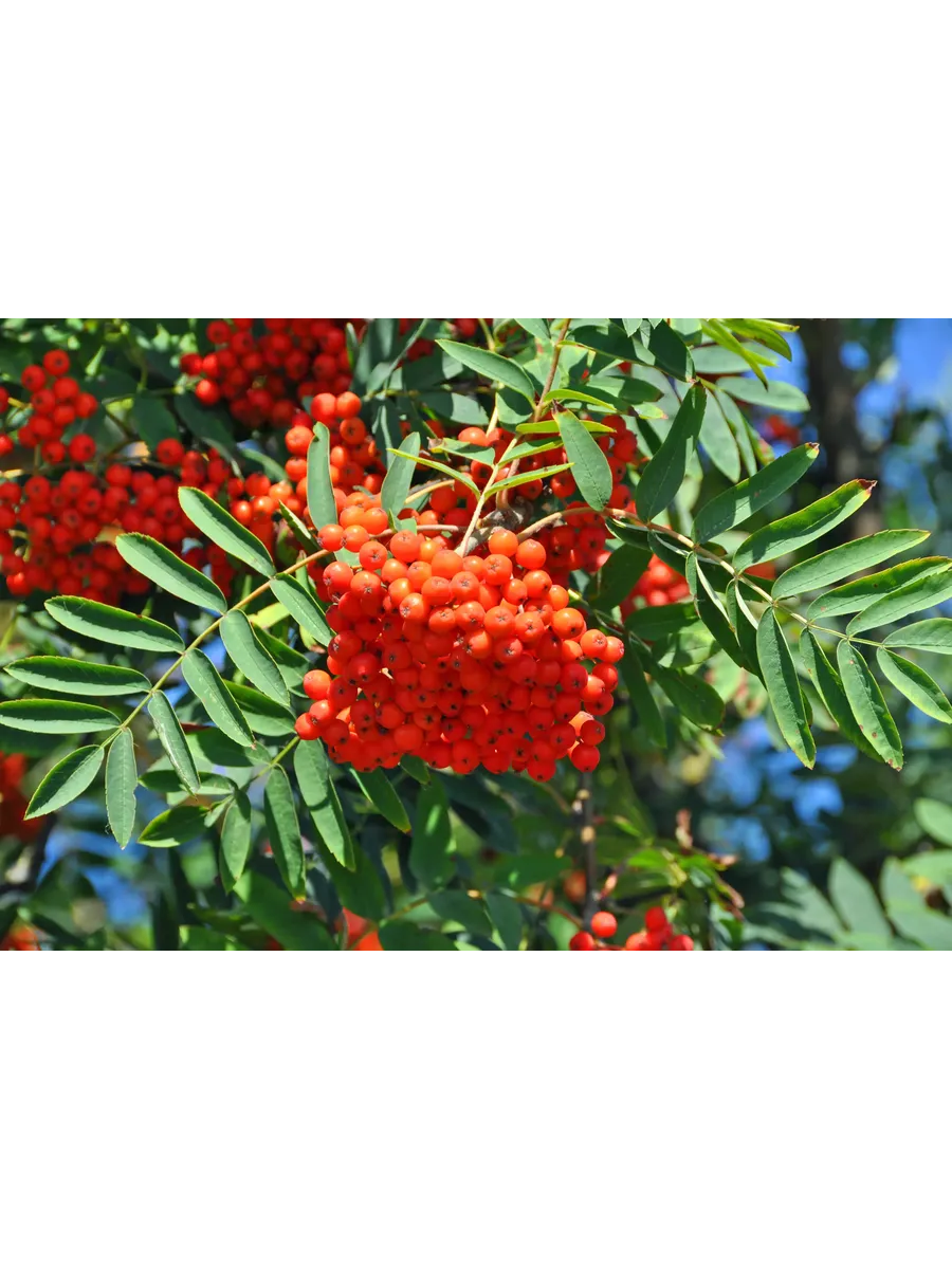 Рябина сахарная петрова