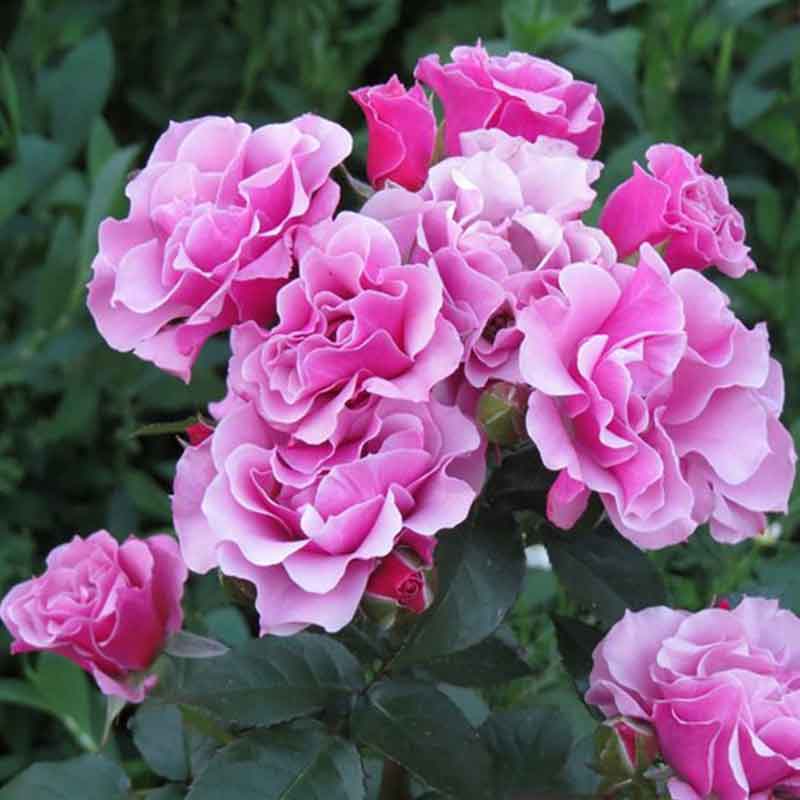 rose_Santa_Barbara_Siberika