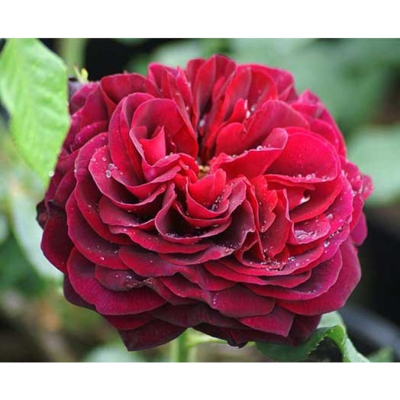 Роза Астрид фон Харденберг (Россия) (горшок 2л)