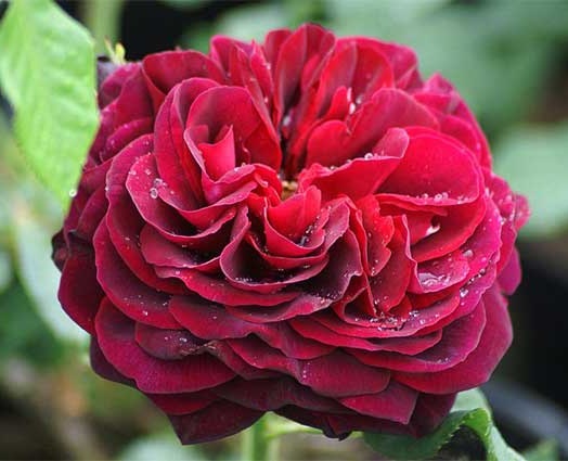 Роза астрид ффон харденберг