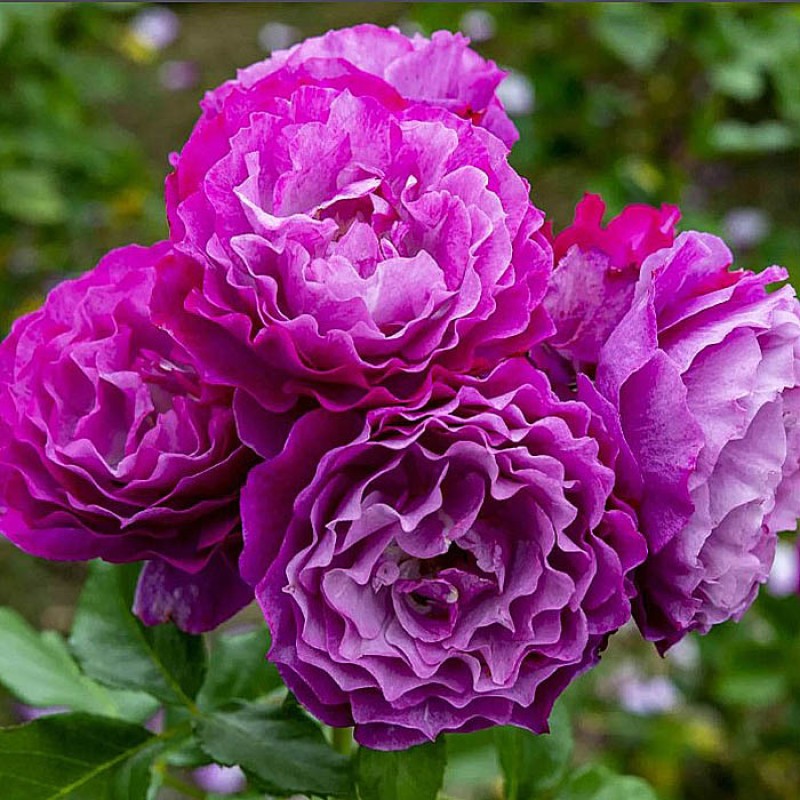 Роза Блю Эден (Россия) (горшок 2л)