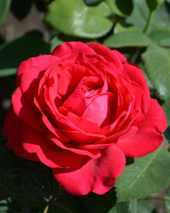 Роза доминикана