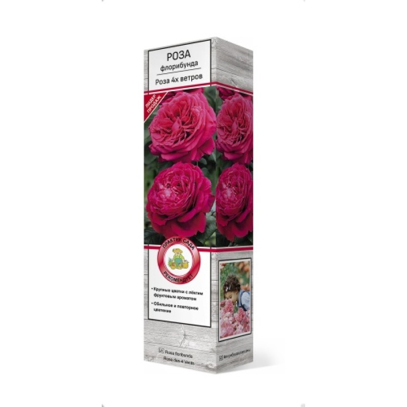 Роза Роза 4-х ветров (Поиск) флорибунда
