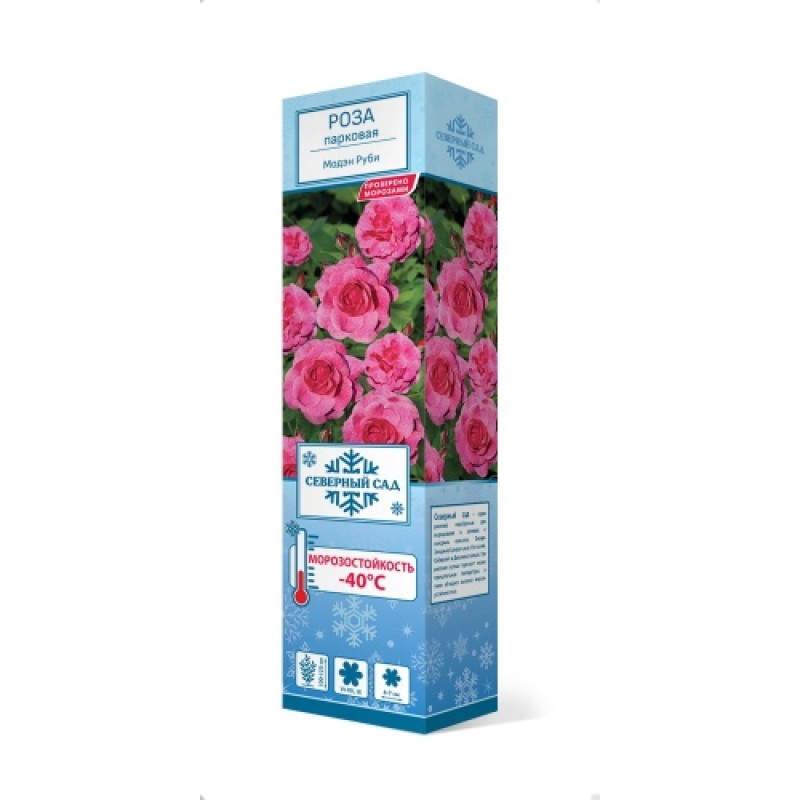 Роза Модэн Руби (Поиск) канадская парковая