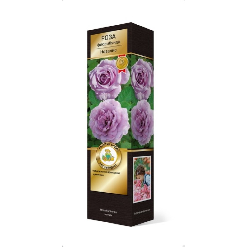 Роза Новалис (Поиск) Кордес флорибунда