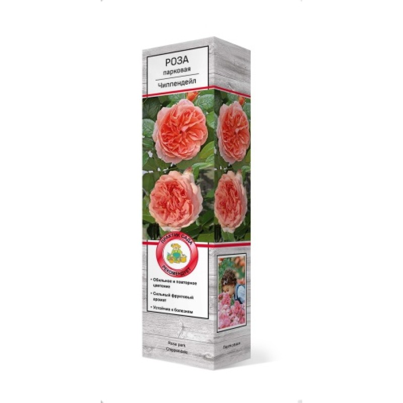 Роза Чиппендейл (Поиск) парковая
