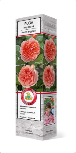 Роза парковая Чиппендейл