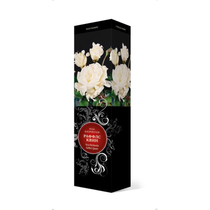 Роза Раффлс Квин (Поиск) флорибунда