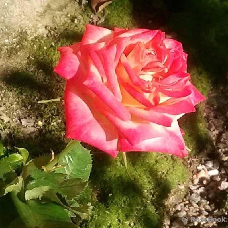 Роза Сафина (Россия) (горшок 2л)