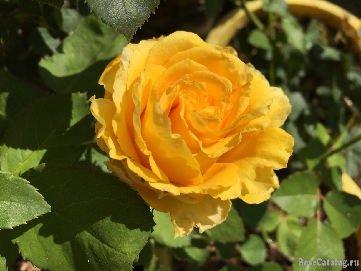 роза сфинкс