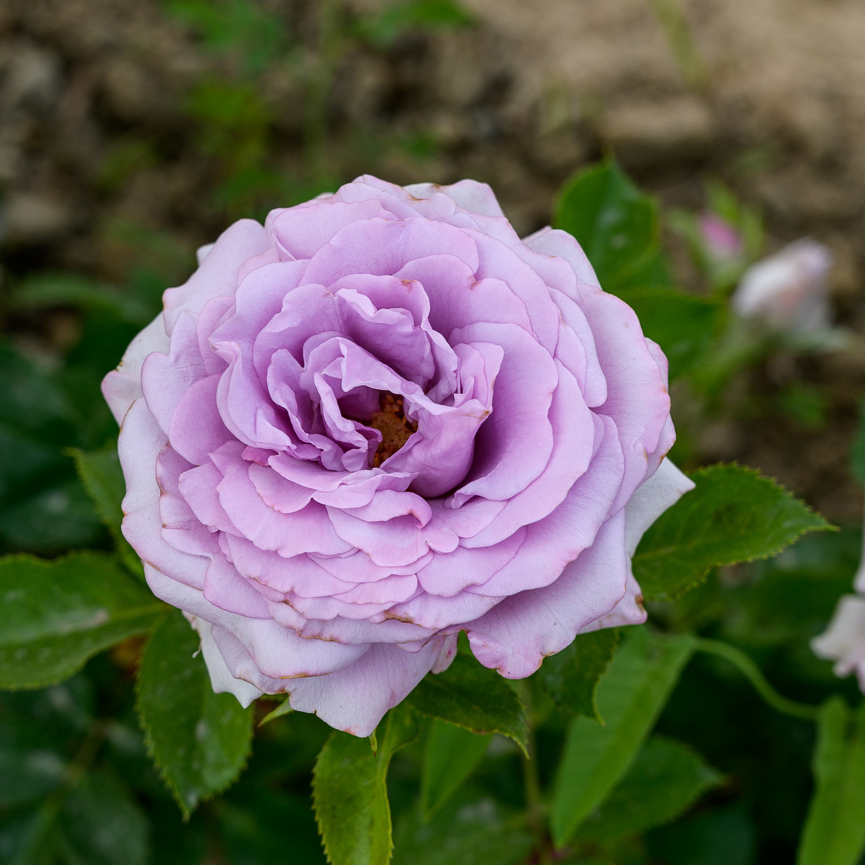 Роза стерлинг сенсейшн