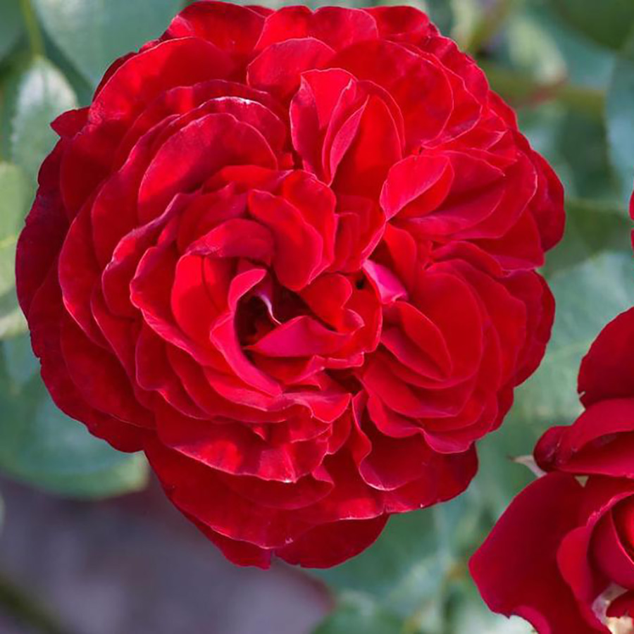 Роза торнадо