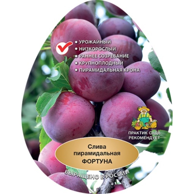 Слива Фортуна (Поиск) этикетка пирамидальная