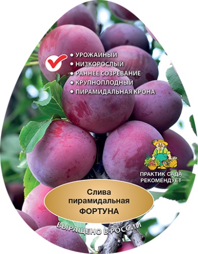 Слива фортуна