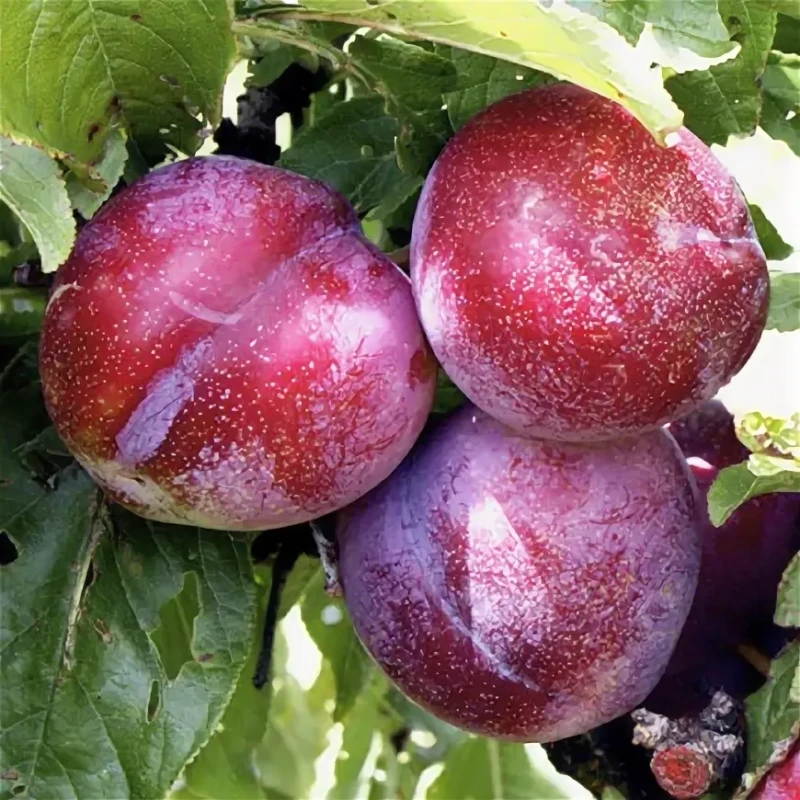 Слива Хироми Ред (Поиск) этикетка