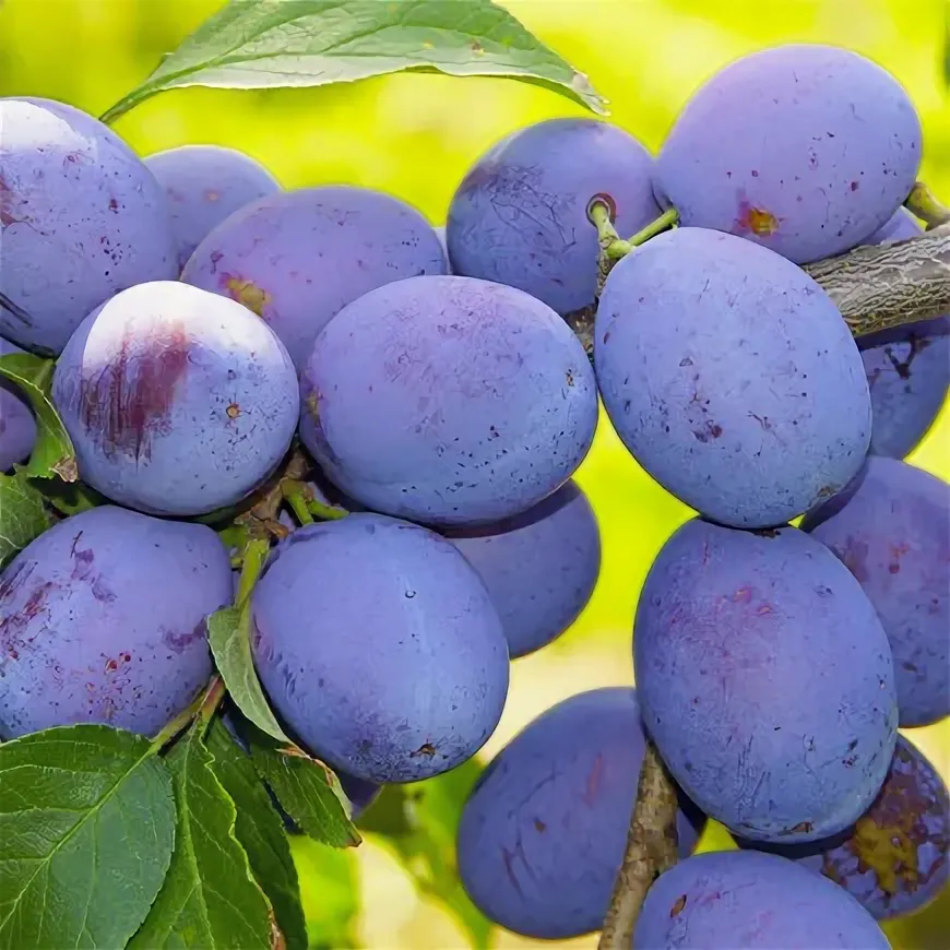 Слива конквест