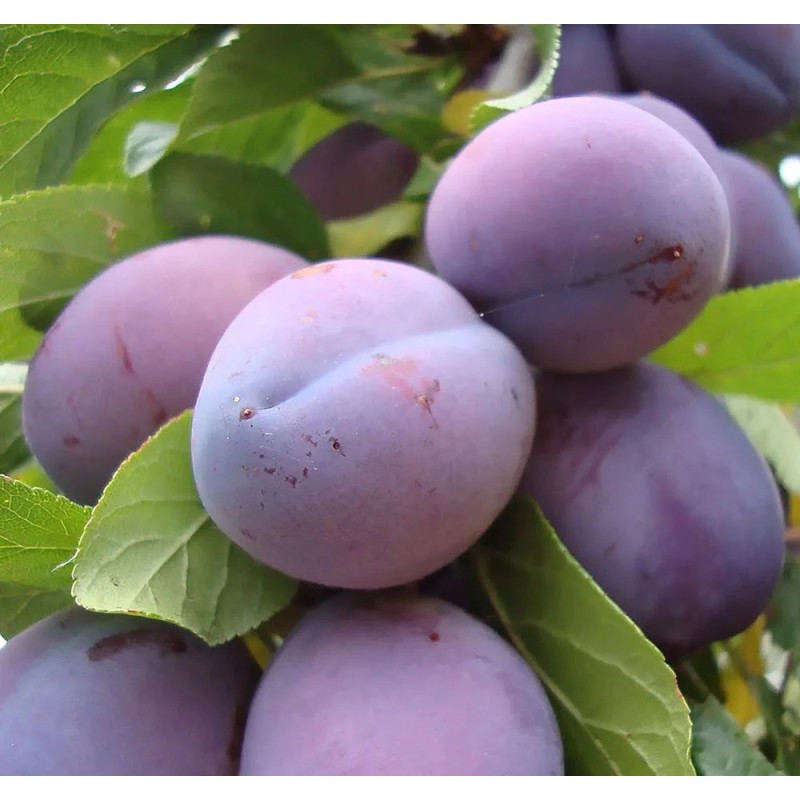 Слива Нарач (Поиск) коробка