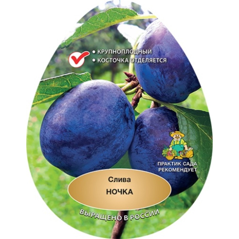 Слива Ночка (Поиск) этикетка