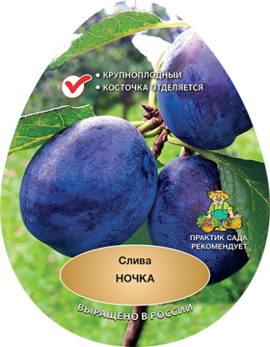 Слива ночка