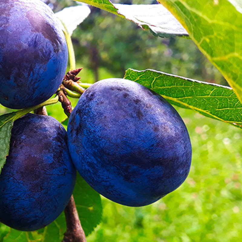 Слива Ночка (Поиск) коробка