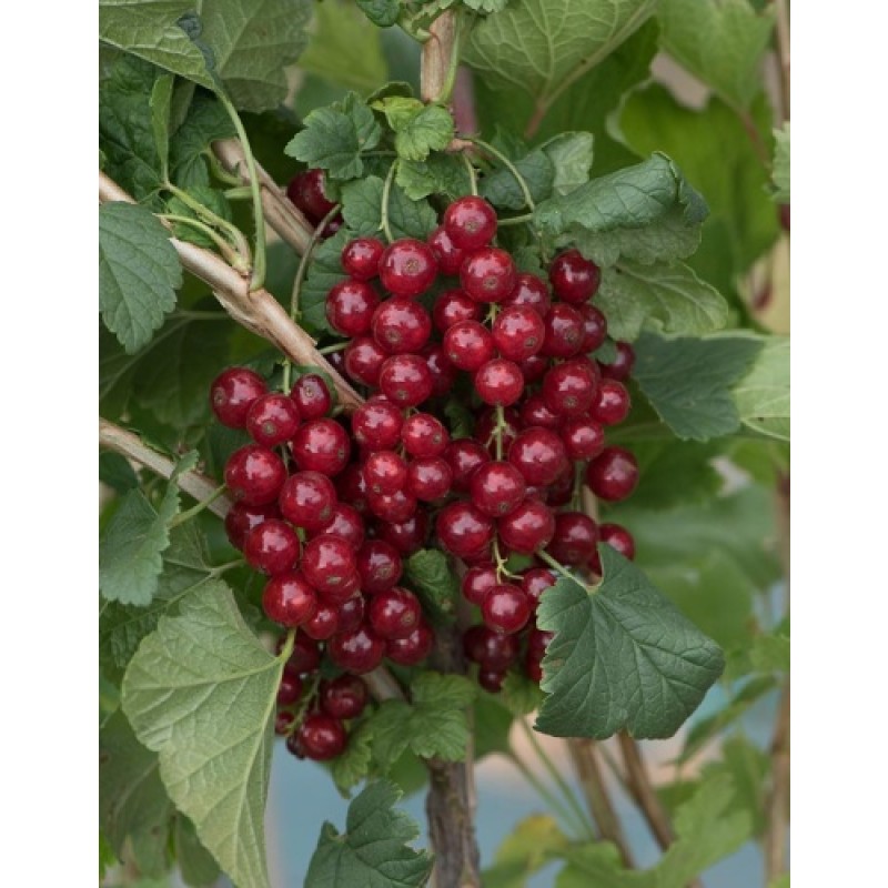 Смородина Ася (Поиск) красная