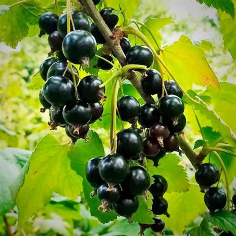 Смородина Глобус 2 (Сиб.сад) черная