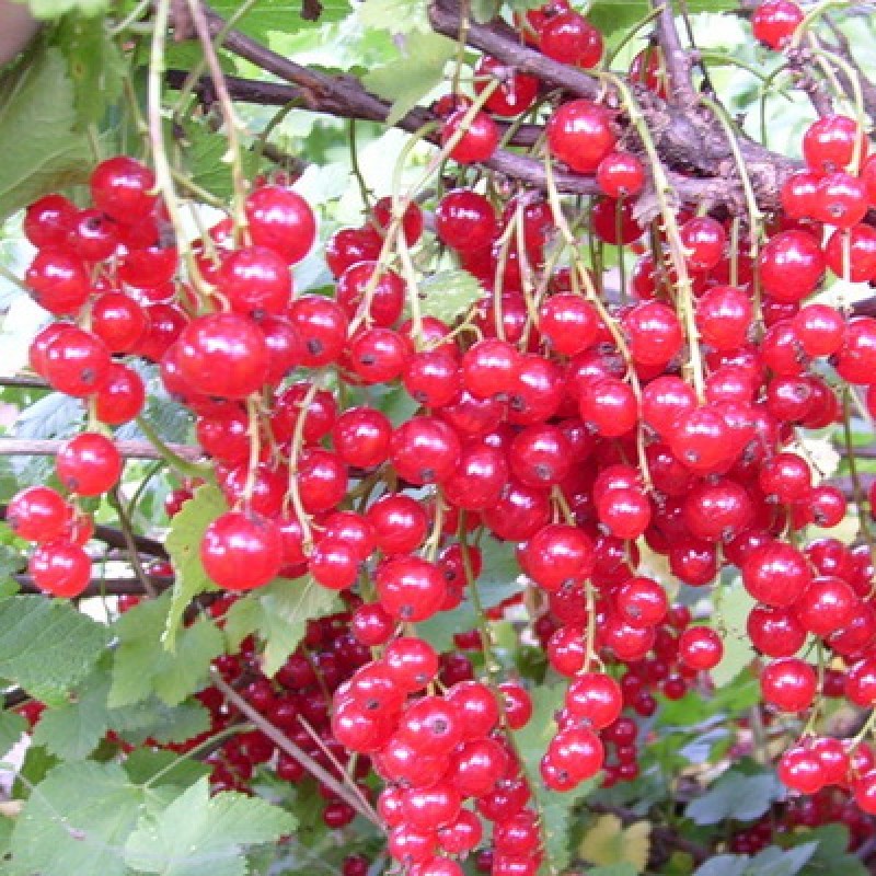 Смородина Дана (Поиск) красная