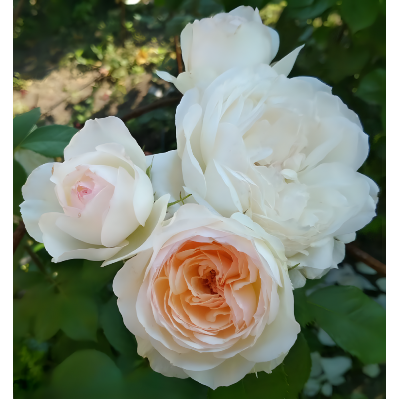 Роза Стефани Баронин цу Гуттенберг (Россия) (горшок 2л)