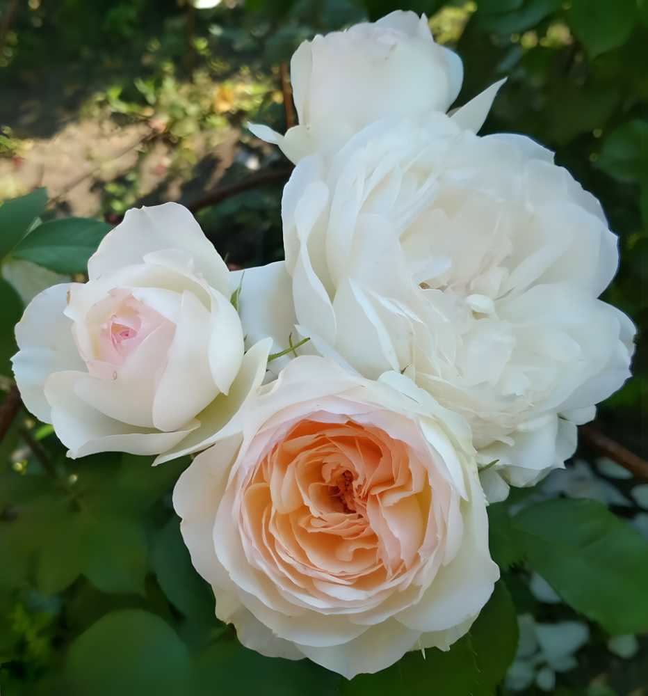 Стефани Баронин цу Гуттенберг