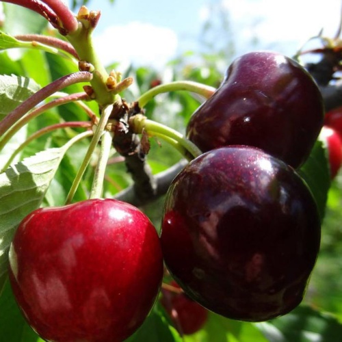 Вишня эффектная