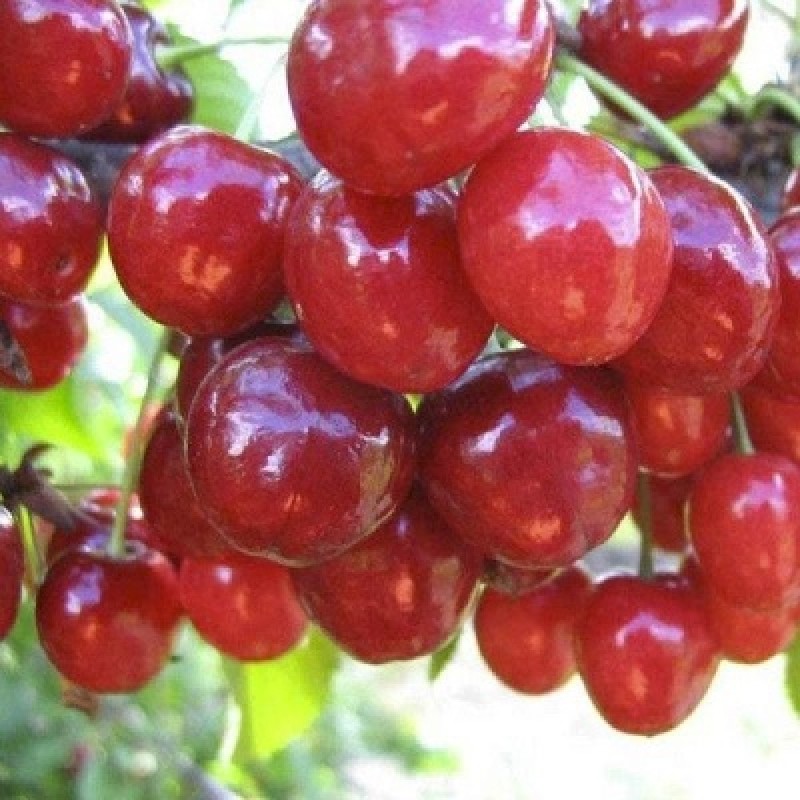 Вишня Краса Севера (Поиск) ДЮК этикетка подвой клоновый Измайловский