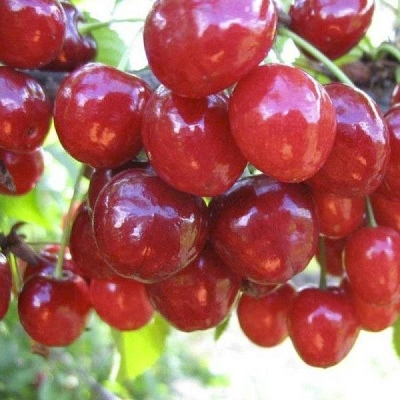 Вишня краса севера подвой клоновый