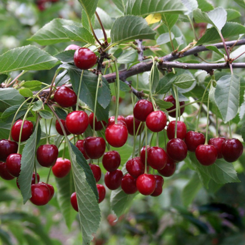 Вишня Тургеневка (Поиск) коробка