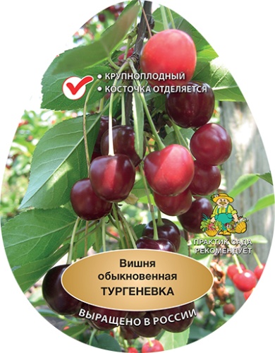 Вишня тургеневка эт