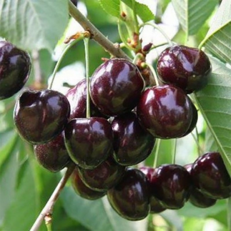 Вишня Владимирская (Поиск) коробка