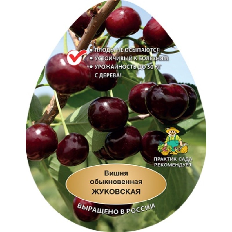 Вишня Жуковская (Поиск) 2х-летка этикетка
