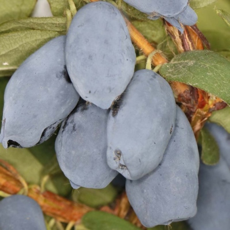 Жимолость Бореал Близар (Поиск)