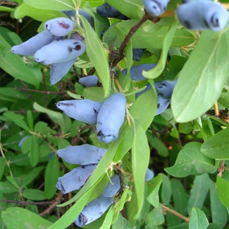 Жимолость Лазурная (Поиск)