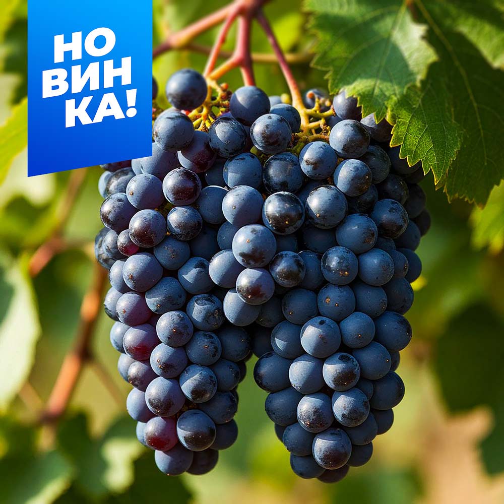 Звезда_Бояринова_ранний_110_120_дней